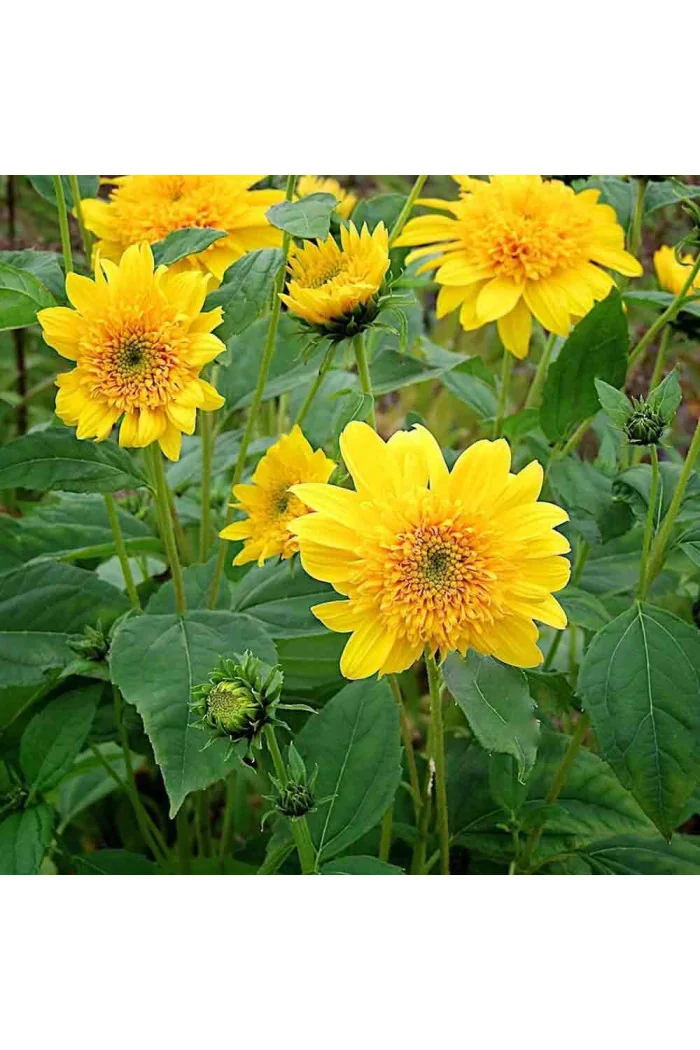 Słoneczniczek 'Double Whammy' Helianthus