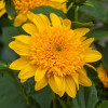 Słoneczniczek 'Double Whammy' Helianthus
