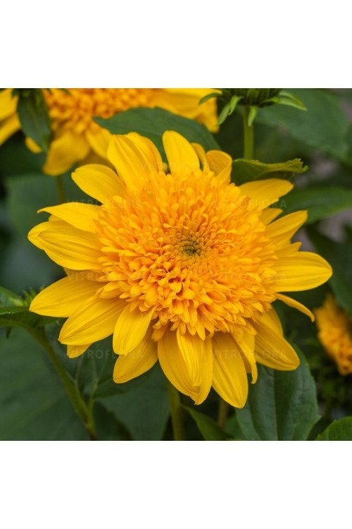 Słoneczniczek 'Double Whammy' Helianthus