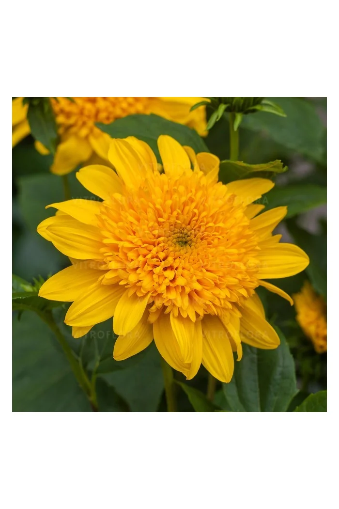 Słoneczniczek 'Double Whammy' Helianthus