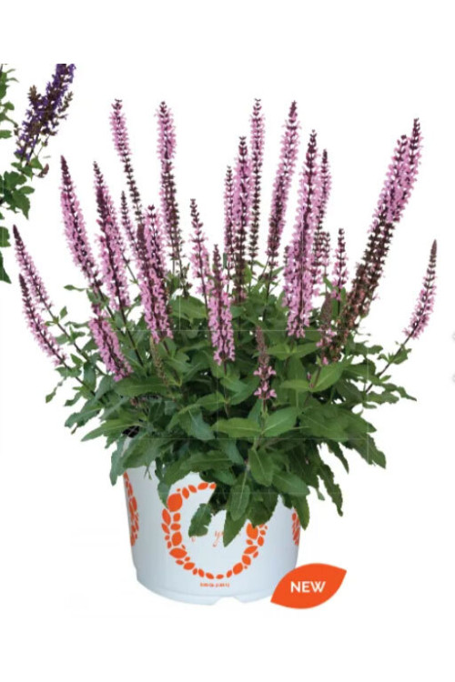 Szałwia omszona 'Midnight Rose' | Salvia nemorosa