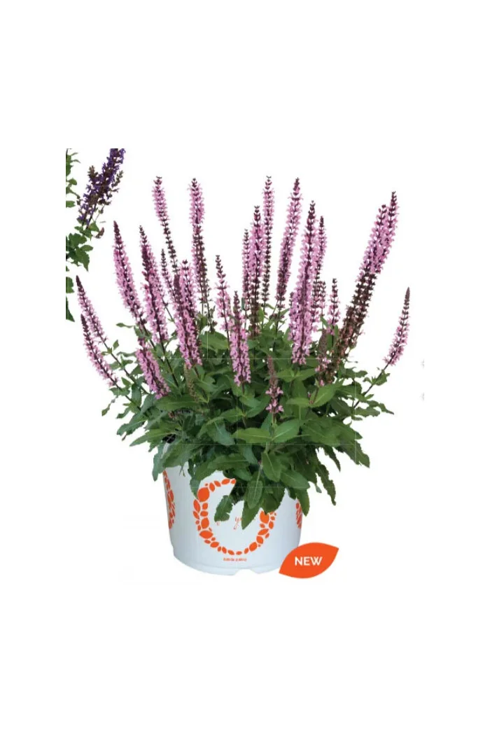 Szałwia omszona 'Midnight Rose' | Salvia nemorosa