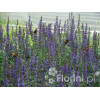 Szałwia omszona 'New Dimentions Blue' | Salvia x superba