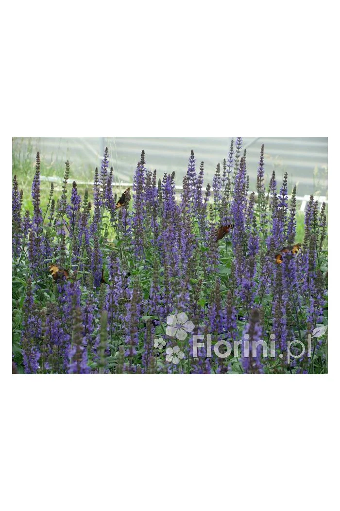 Szałwia omszona 'New Dimentions Blue' | Salvia x superba