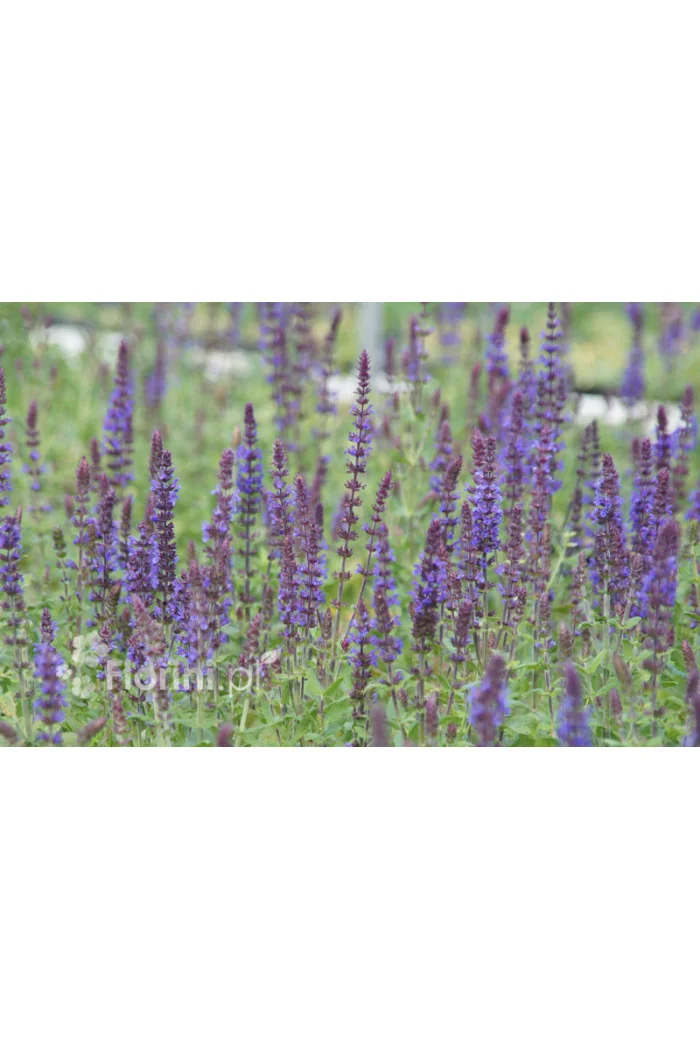 Szałwia omszona 'New Dimentions Blue' | Salvia x superba