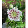 Ciemiernik orientalny 'Double Ellen White Spotted' | Helleborus orientalis