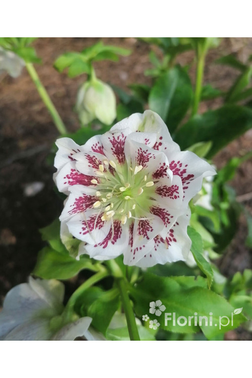 Ciemiernik orientalny 'Double Ellen White Spotted' | Helleborus orientalis
