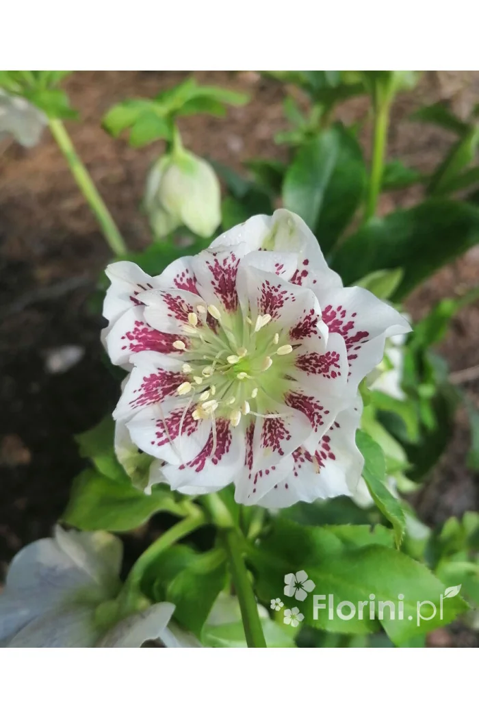 Ciemiernik orientalny 'Double Ellen White Spotted' | Helleborus orientalis