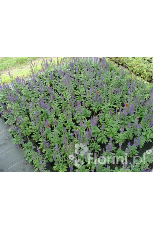 Szałwia omszona 'New Dimentions Blue' | Salvia x superba