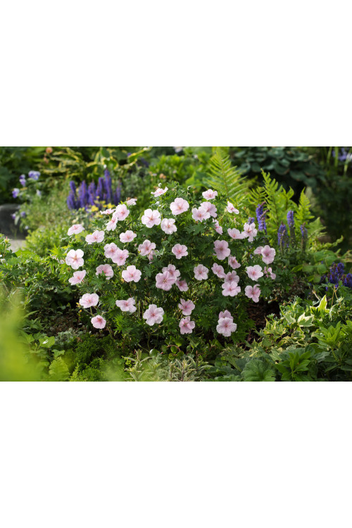 Bodziszek czerwony 'Vision Pink' | Geranium sanguineum