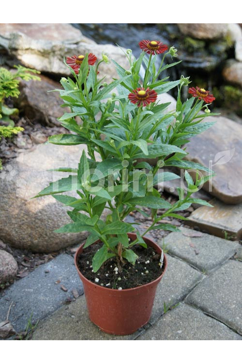 Dzielżan jesienny 'Salsa' | Helenium autumnale