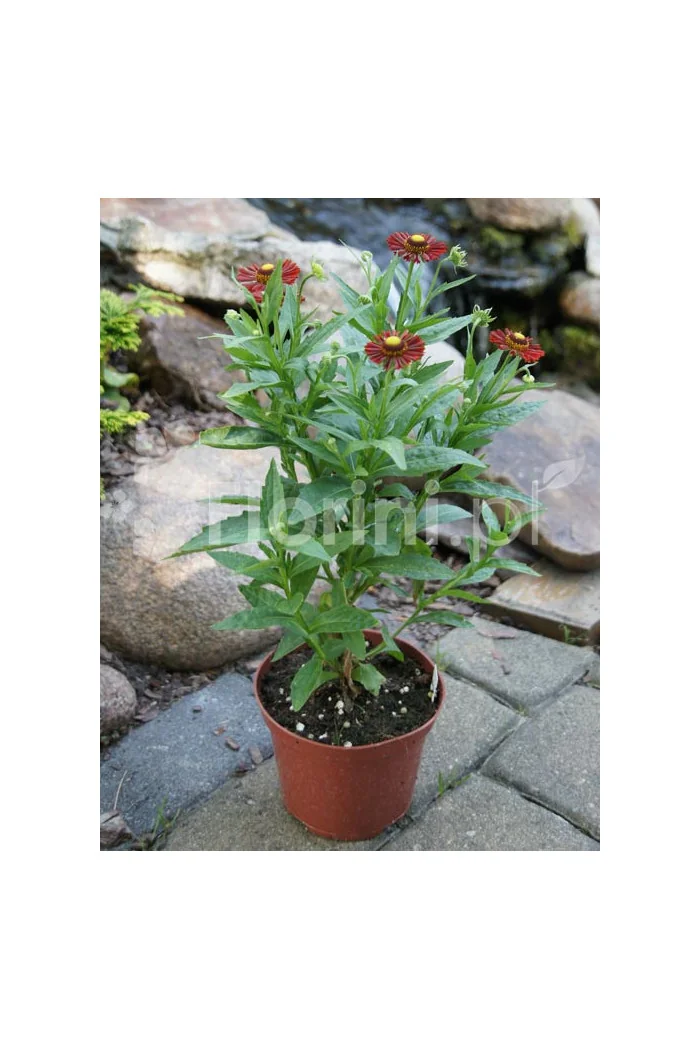 Dzielżan jesienny 'Salsa' | Helenium autumnale