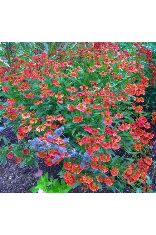 Dzielżan jesienny 'Salsa' | Helenium autumnale