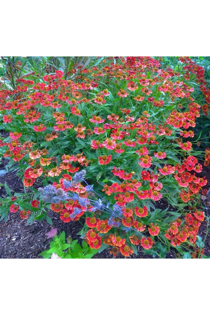 Dzielżan jesienny 'Salsa' | Helenium autumnale