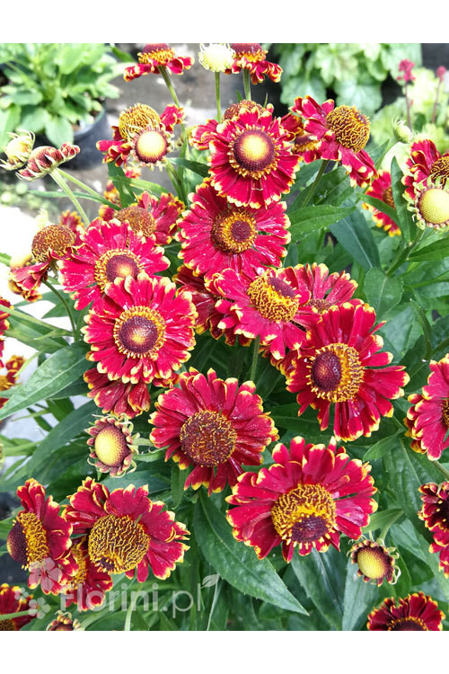 Dzielżan jesienny 'Salsa' | Helenium autumnale
