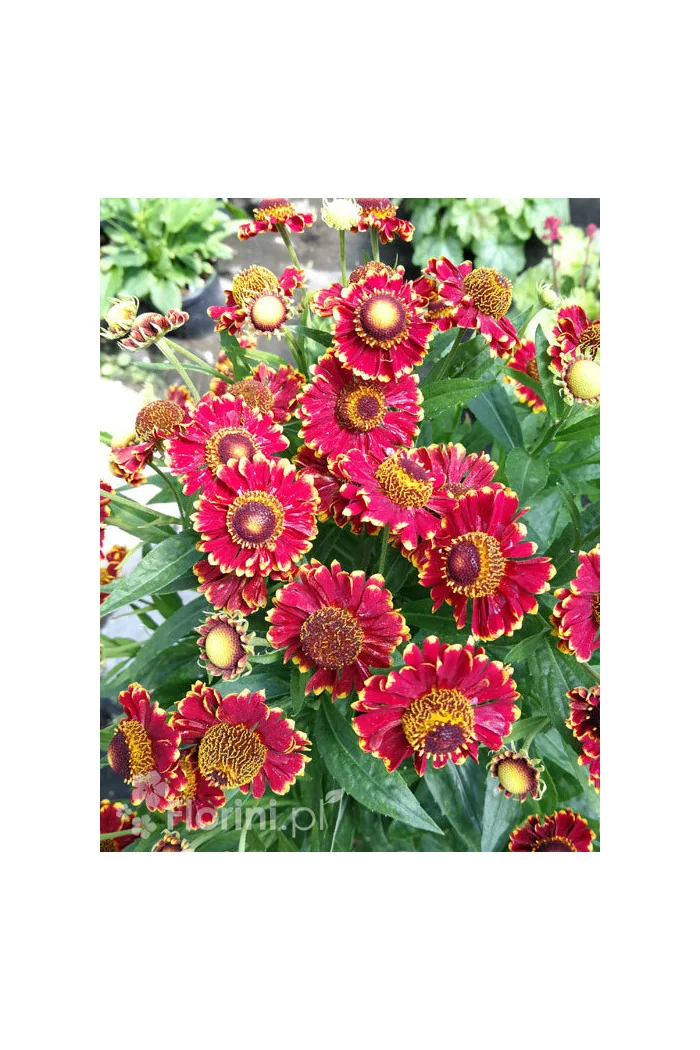 Dzielżan jesienny 'Salsa' | Helenium autumnale