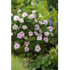 Bodziszek czerwony 'Vision Pink' | Geranium sanguineum