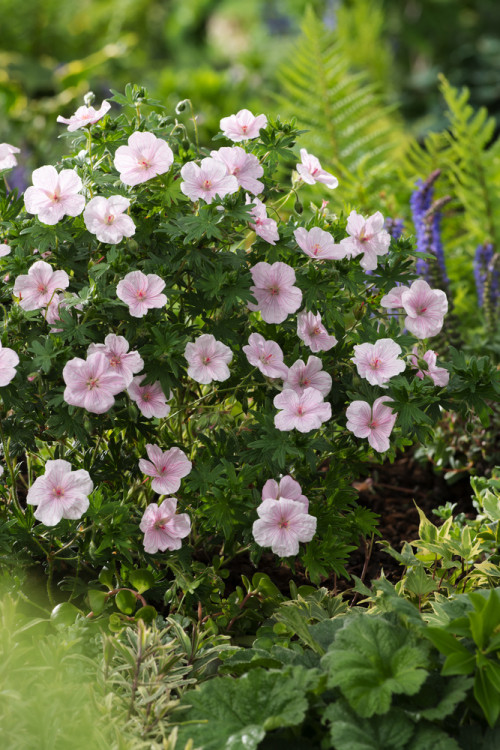 Bodziszek czerwony 'Vision Pink' | Geranium sanguineum