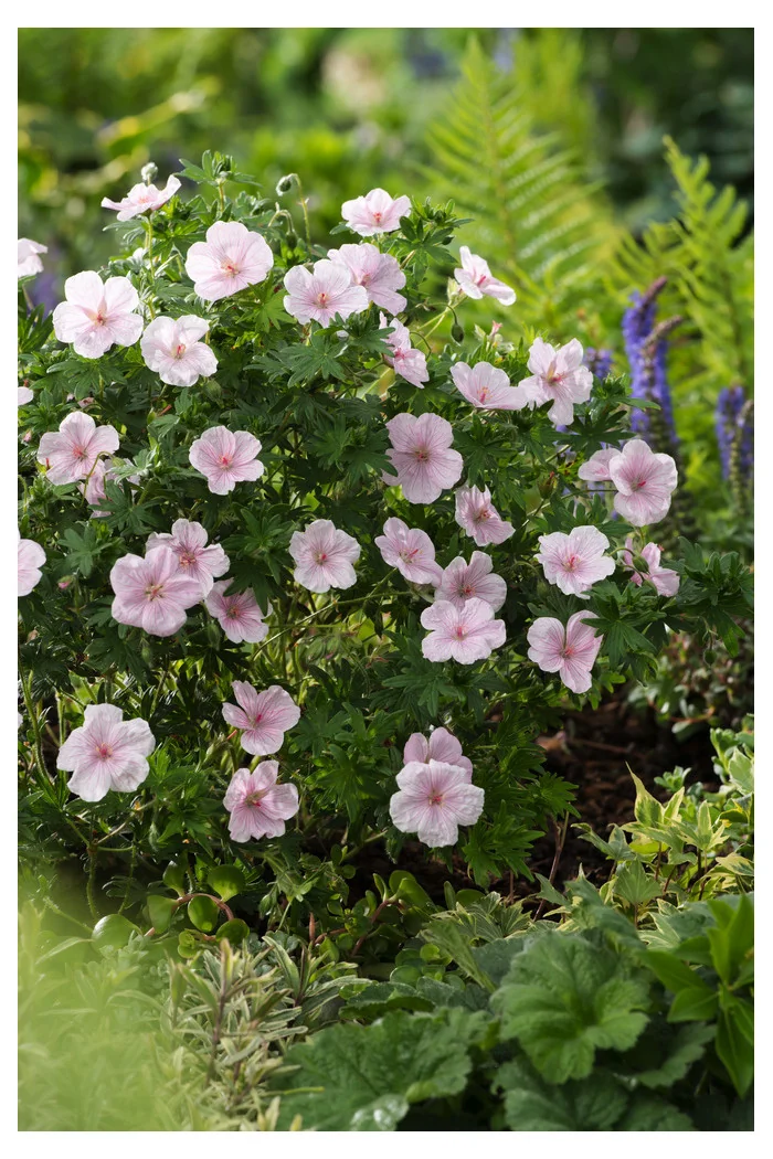 Bodziszek czerwony 'Vision Pink' | Geranium sanguineum