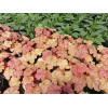 Żurawka 'World Cafe Amaretto' | Heuchera