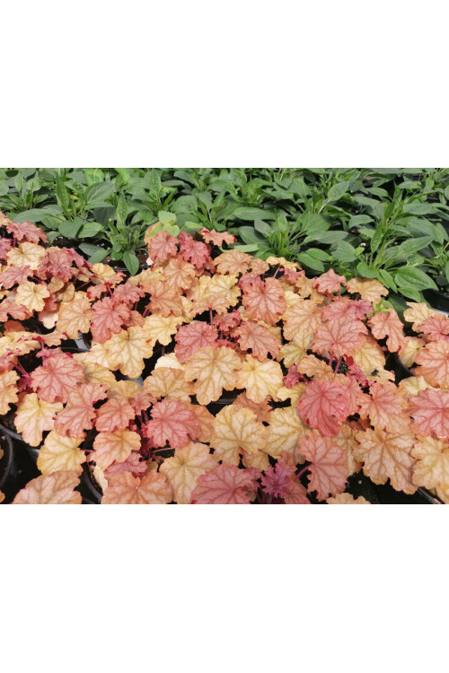 Żurawka 'World Cafe Amaretto' | Heuchera