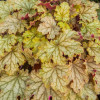 Żurawka 'World Cafe Amaretto' | Heuchera