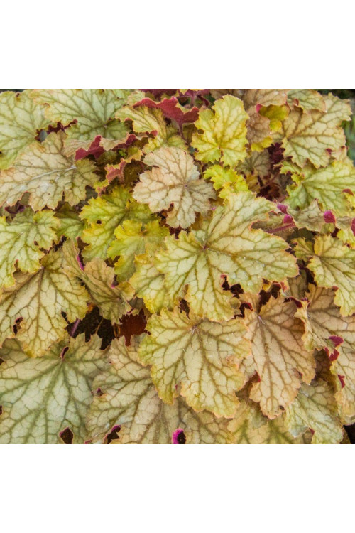 Żurawka 'World Cafe Amaretto' | Heuchera