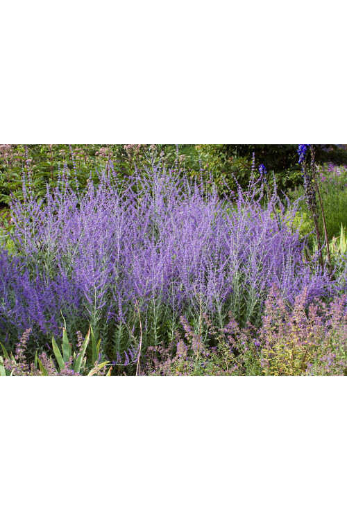 Perowskia łobodolistna | Perovskia atriplicifolia