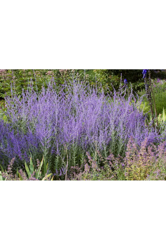 Perowskia łobodolistna | Perovskia atriplicifolia