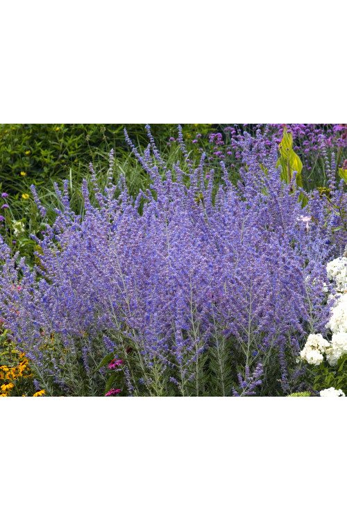 Perowskia łobodolistna | Perovskia atriplicifolia