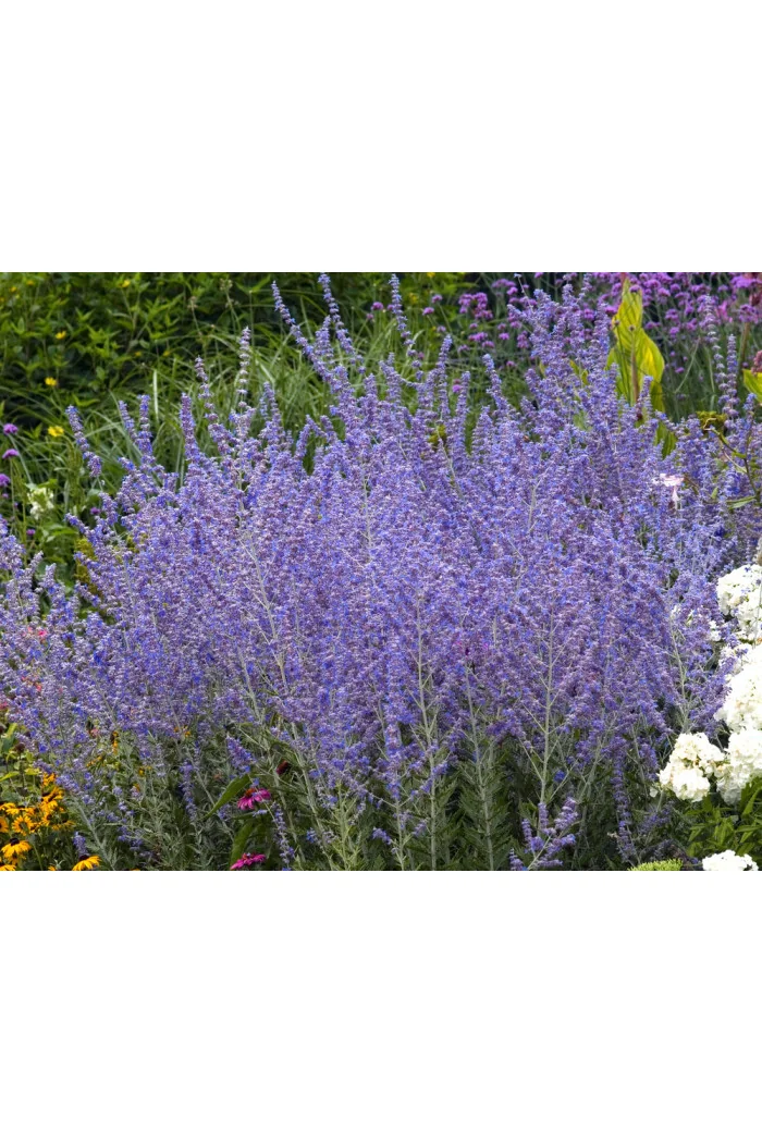 Perowskia łobodolistna | Perovskia atriplicifolia