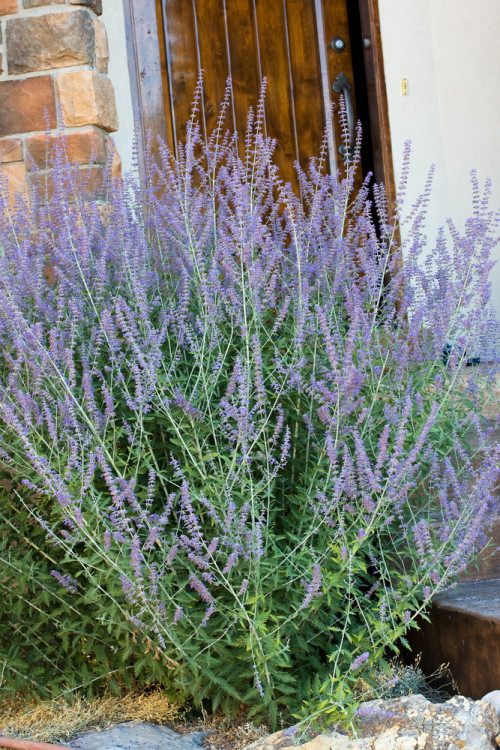 Perowskia łobodolistna | Perovskia atriplicifolia