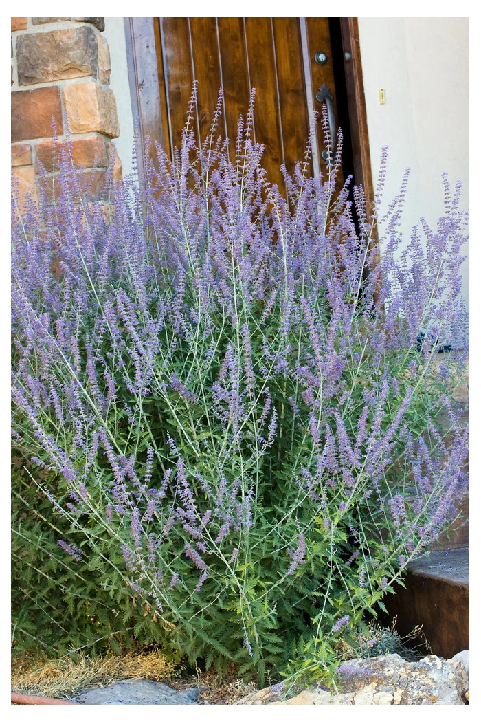 Perowskia łobodolistna | Perovskia atriplicifolia