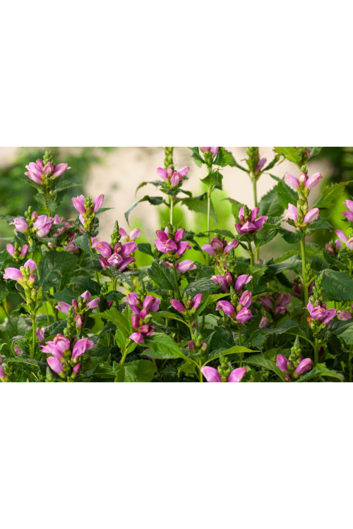 Żółwik | Chelone obliqua