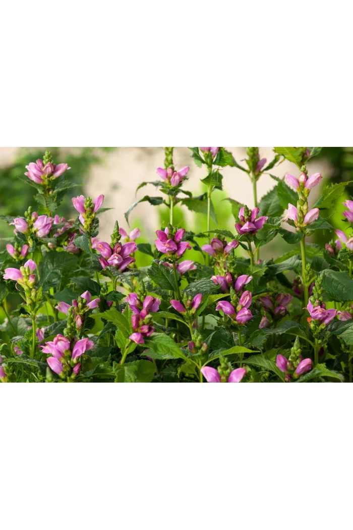 Żółwik | Chelone obliqua