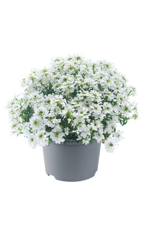 Ubiorek wieczniezielony 'Snowpatrol' | Iberis sempervirens