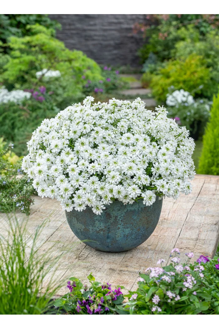 Ubiorek wieczniezielony 'Snowpatrol' | Iberis sempervirens