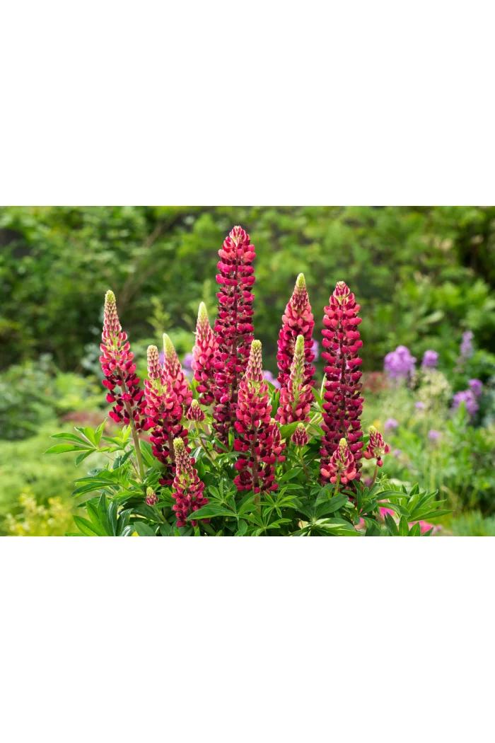 Łubin niski 'Gallery Rose' Lupinus nanus russell