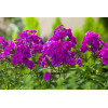 Floks wiechowaty 'Flame Purple ' | Phlox panniculata