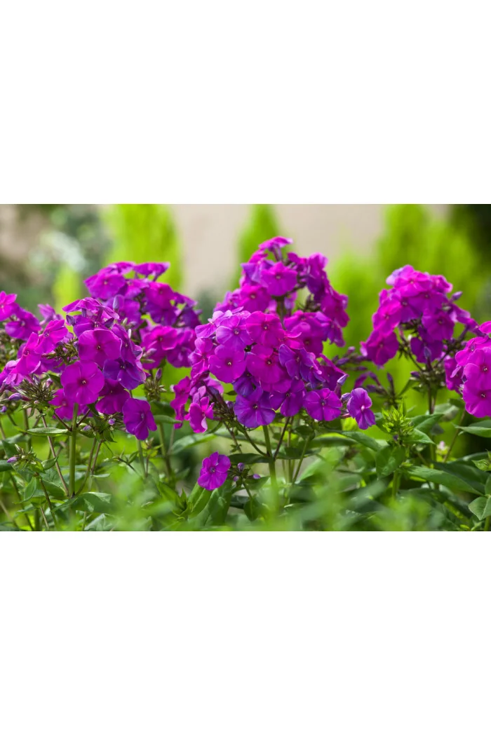 Floks wiechowaty 'Flame Purple ' | Phlox panniculata