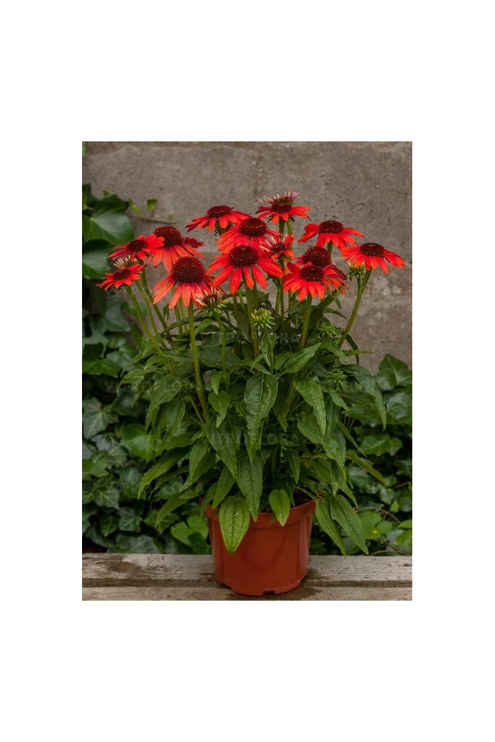 Jeżówka 'Magenta Pearl' | Echinacea