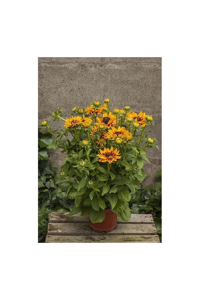 Rudbekia 'SmileyZ Giggling' Rudbeckia