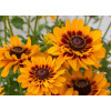 Rudbekia 'SmileyZ Giggling' Rudbeckia