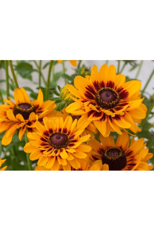 Rudbekia 'SmileyZ Giggling' Rudbeckia