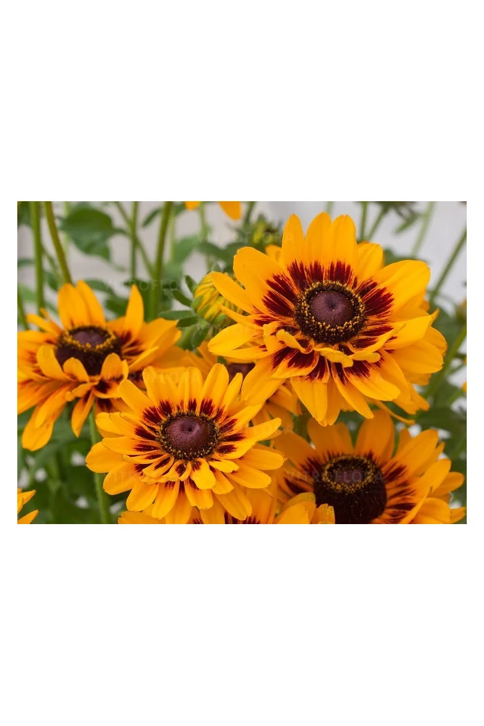 Rudbekia 'SmileyZ Giggling' Rudbeckia