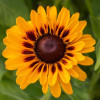 Rudbekia 'SmileyZ Giggling' Rudbeckia