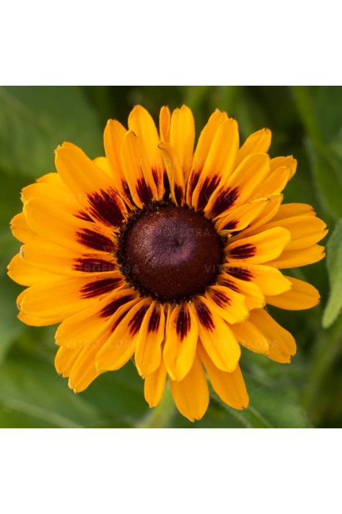 Rudbekia 'SmileyZ Giggling' Rudbeckia