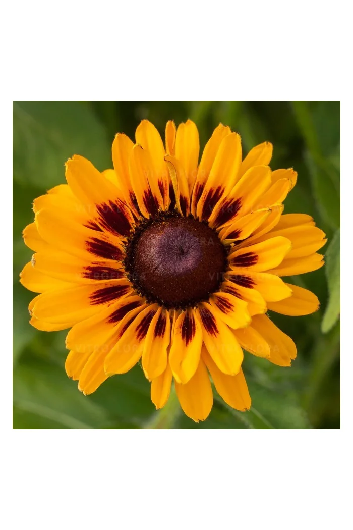 Rudbekia 'SmileyZ Giggling' Rudbeckia