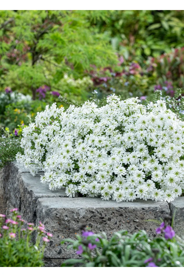 Ubiorek wieczniezielony 'Snowpatrol' | Iberis sempervirens
