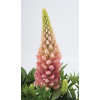 Łubin niski 'Gallery Rose' Lupinus nanus russell